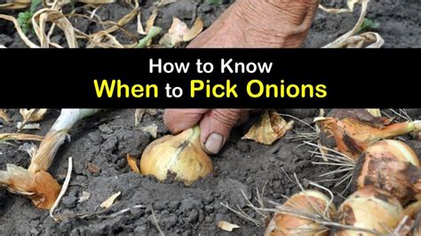 Picking Onions Best Time To Harvest Onions