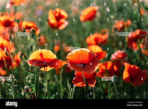 Meadow Pf Papaver Rhoeas With Other Names Common Poppycorn Poppy