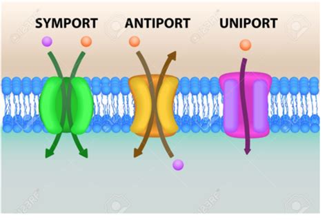 Membrantransport Flashcards Quizlet