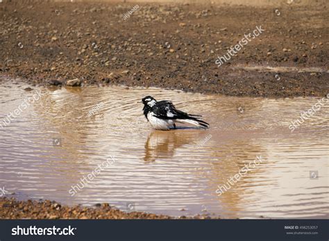 Friendly Black White Magpielark Grallina Cyanoleuca Stock Photo