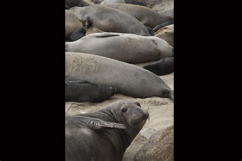 Getting Way Too Close To Mating Elephant Seals [pics] Matador Network