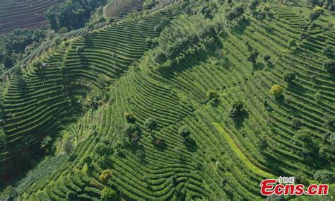 Summer Scenery Of Pu Er Tea Plantation In Yunnan Global Times