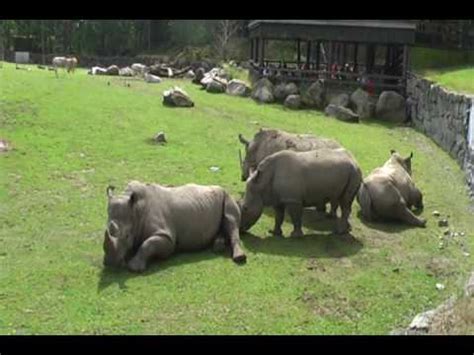 Rhino Not Like Sex Anothers Rhinos Nose To Ass YouTube