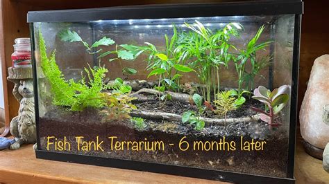 Fish Tank Terrarium 6 Months Later New Plants YouTube