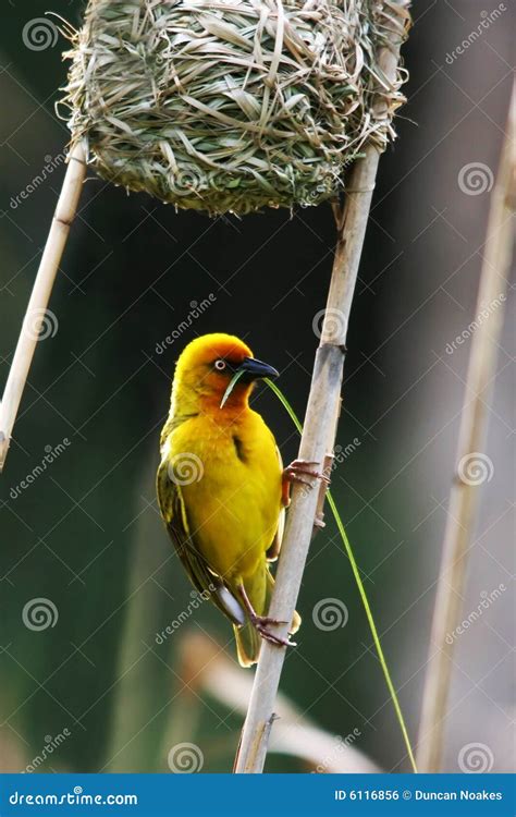 Weaver Bird Building A Nest Royalty Free Stock Image Cartoondealer