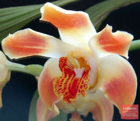 Хизис (Chysis) — описание, выращивание, фото | на LePlants.ru