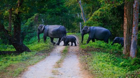 Kerala Wildlife Tour | India Tours & Travel | Waytoindia.com