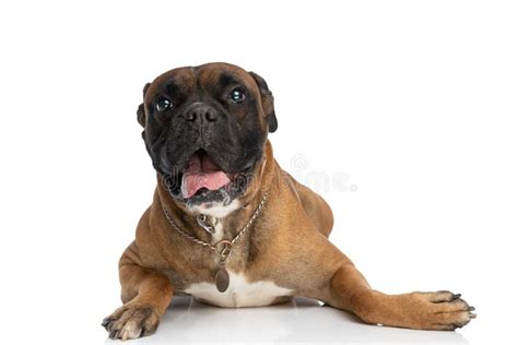 Feliz Cachorro De Boxeo Con Cuello Tendido Y Mirando Hacia Arriba Foto