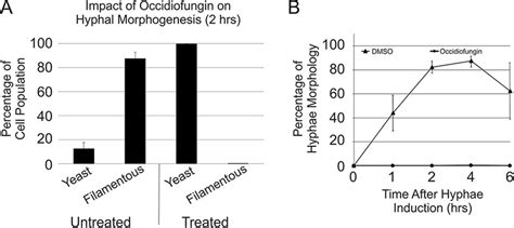 Candida Albicans Morphology Under Hypha Inducing Conditions A The Download Scientific