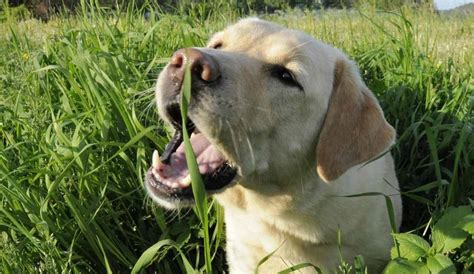 Porque cachorro come grama Saiba tratar este mau hábito