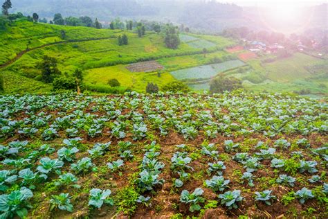 Hillside Vegetable Garden Design Fasci Garden