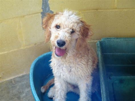 Oliver Perro Adopci N Cruce Perro De Agua Espa Ol Perrera De Los