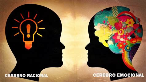 5 Diferencias Entre El Cerebro Masculino Y Femenino