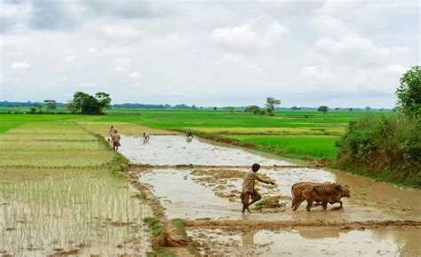 Kharif Crops Sowing In India Marginally Higher So Far In