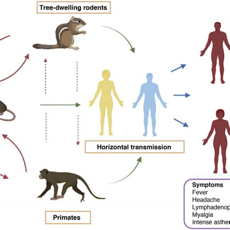 Transmission of the monkeypox virus. The natural reservoirs for the... | Download Scientific Diagram