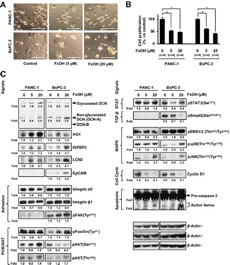 Figure From Anticancer Effects Of Fucoxanthin In A Pdx Model Of