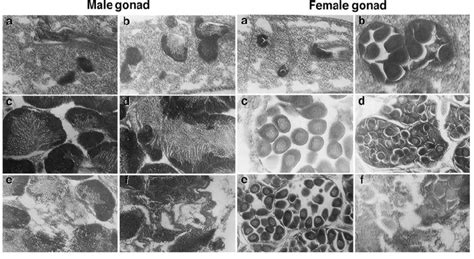 Photomicrographs Of Male And Female Gonads At Different Stages In Download Scientific Diagram