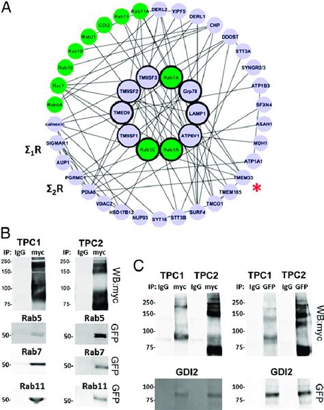 Interactivity Analysis And Validation Of Tpc Interactors A Tpc