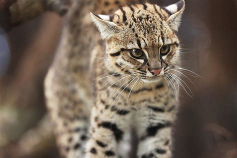 Wildlife In Patagonia 20 Amazing Species Celebrity Cruises