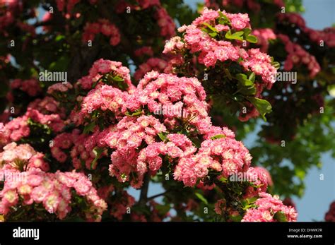 Hawthorn Stock Photo Alamy