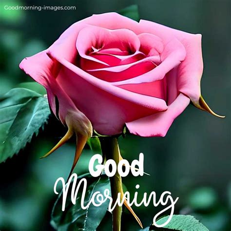 Good Morning Images With Pink Rose