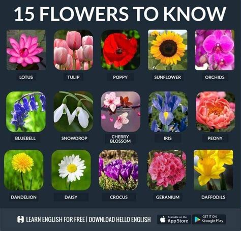 Nombres De Flores En Ingles