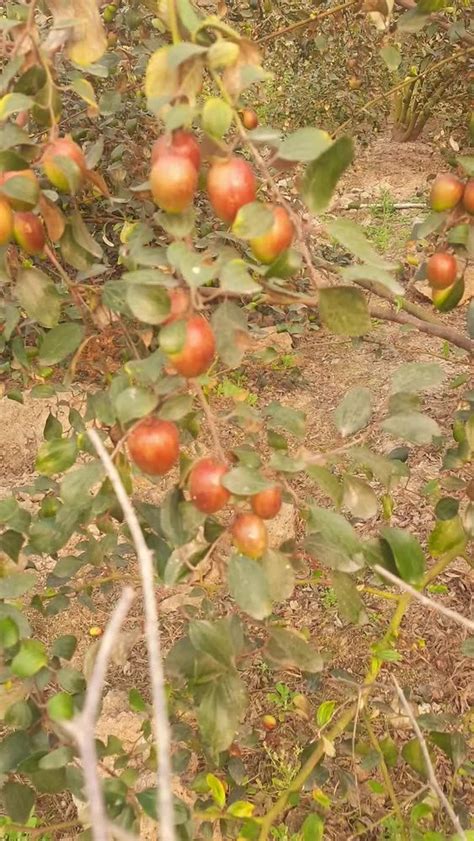 Thai Full Sun Exposure Sundari Apple Ber Plant Red For Garden At