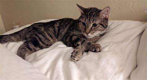 Why Does My Cat Sleep On My Pillow Love Of Paws