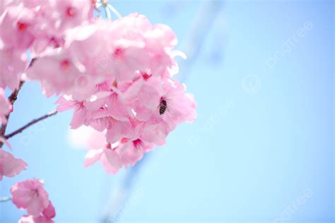 Spring Outing Cherry Blossom Romance Background Plant Romantic