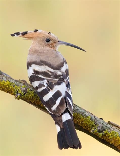 Premium Photo Eurasian Hoopoe Upupa Epops Early In The Morning A Bird