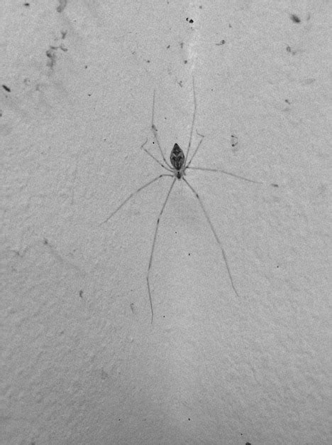 Premium Photo Close Up Of Spider On Wall