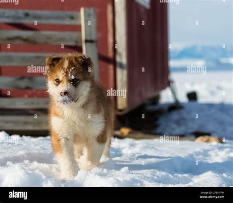 Are There Dogs In Greenland