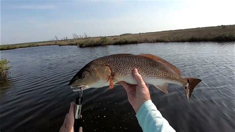 Shallow Water Snook And Redfish 2023 Youtube