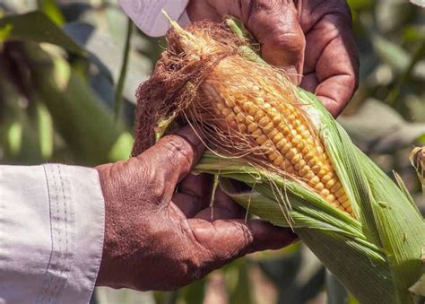 Manfaat Dan Cara Budidaya Jagung Manis Yang Benar Sampurasun