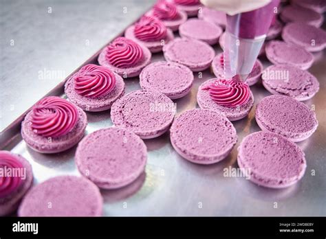 Batch Of Biscuits Being Filled With Purple Cream On Baking Tray Stock