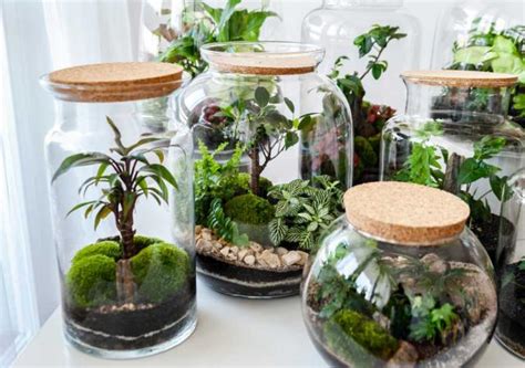 Je voudrais faire un terrarium fermé avec cette composition Forum