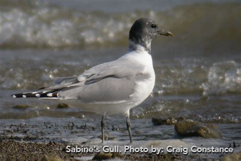 Sabines Gull Craig Constance X Gwent Ornithological Society