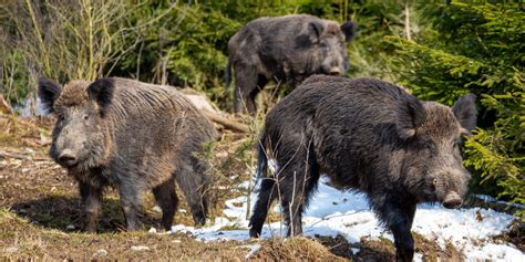 11 Interesting Animals In Switzerland You Might Not Know