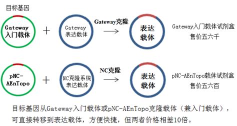 科学网基因克隆选T载体还是Topo载体更好的选择是Topo克隆兼入门载体 言普的博文