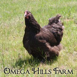 English Chocolate Orpington Chickens and Hatching Eggs for Sale ...