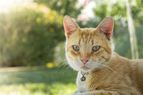 Green Eyed Ginger Tabby Cat Sitting In A Lush Green Field Stock Image Image Of Napping