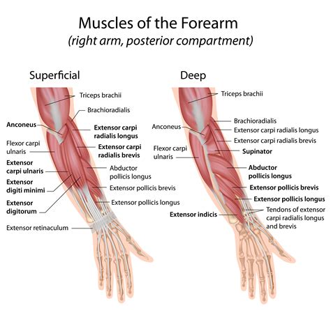 Musculus extensor carpi radialis longus - sportbachelor