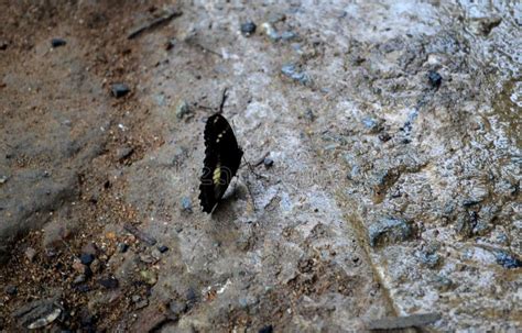 Wildlife Photography. Butterfly on the Stone Floor. Koh Chang Thailand Stock Photo - Image of ...