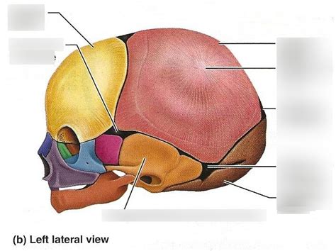 Fetal Skull Lateral Diagram Quizlet