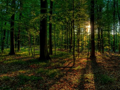Лес панорама (Много фото!) - treepics.ru