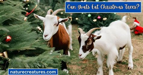 Can Goats Eat Christmas Trees 5 Super Health Benefits