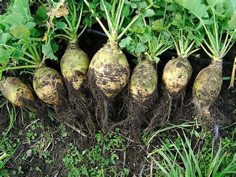 What Is The Difference Between Rutabaga And Turnip Pediaacom