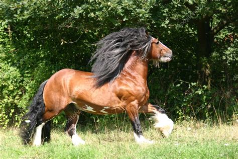 Irish Cob étalon Tinker Irish — Photographie Elliz1 © 2918734