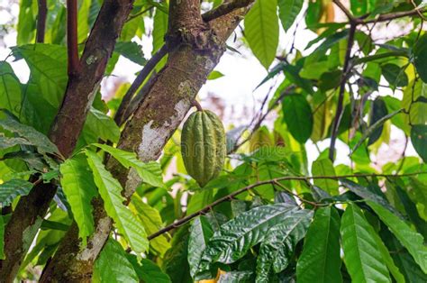 2,036 Cacao Tree Rainforest Stock Photos - Free & Royalty-Free Stock Photos from Dreamstime