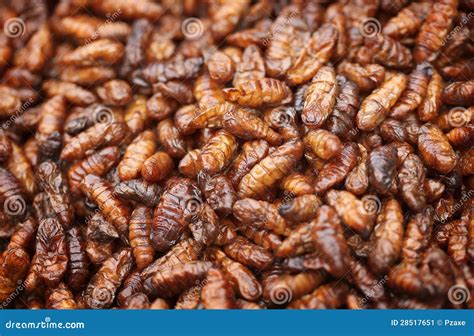 Fried In Oil Silkworm Larvae Stock Image - Image: 28517651